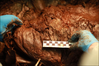 Illustration for article titled Russian scientists: We have a "high chance" of cloning a wooly mammoth